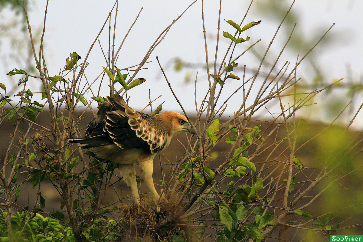    (Crested Hawk-Eagle - Spizaetus cirrhatus)