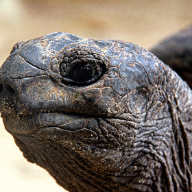 Альдабрская черепаха, портрет "монстра"