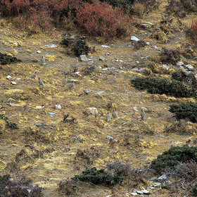 Гималайская куропатка (улар)