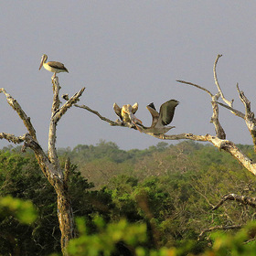 Пеликаны Шри-Ланки