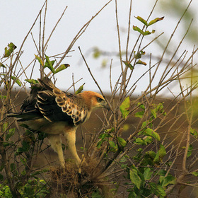 Изменчивый хохлатый орел (Crested Hawk-Eagle - Spizaetus cirrhatus)